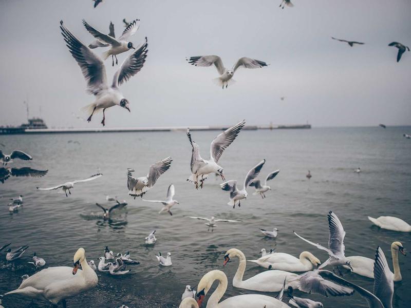 sudoku forcing chains screenshot 2